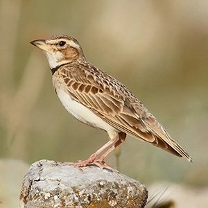 Bimaculated Lark